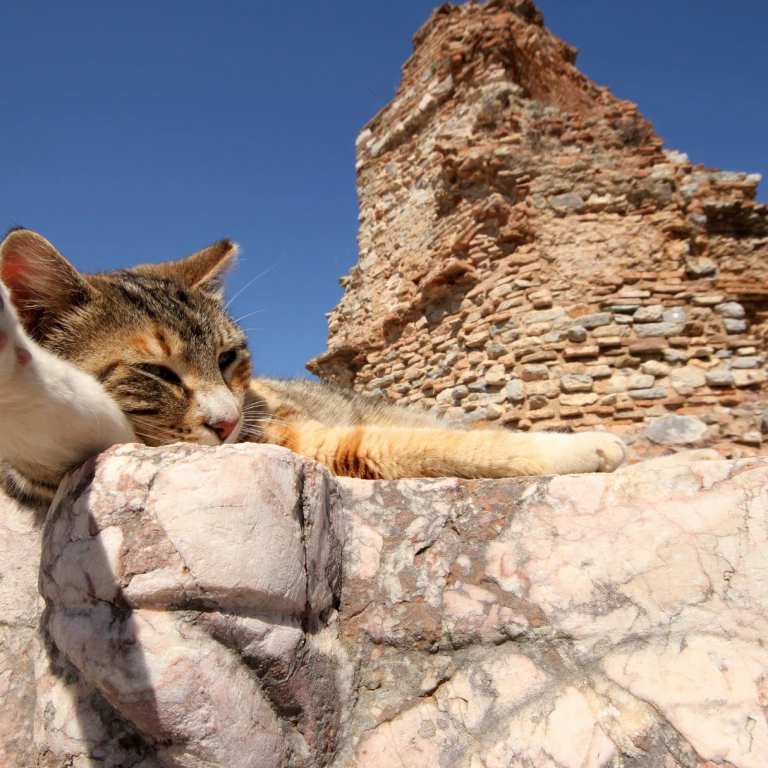 Daily trip to Ephesus