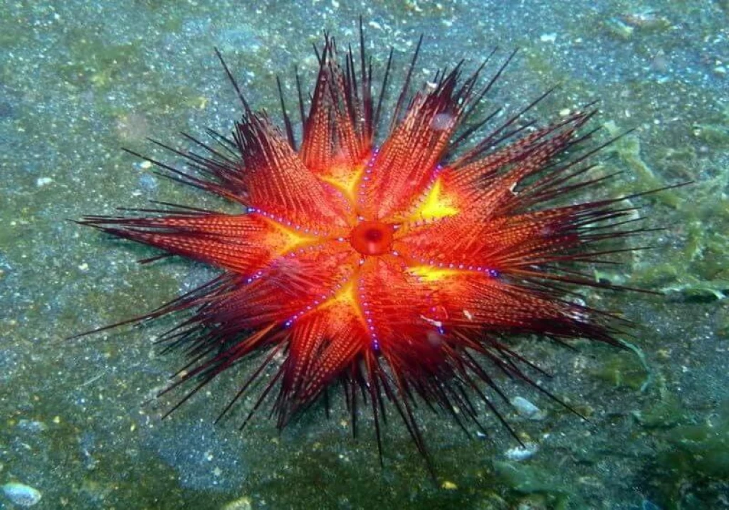 Antalya Scuba Diving Tour