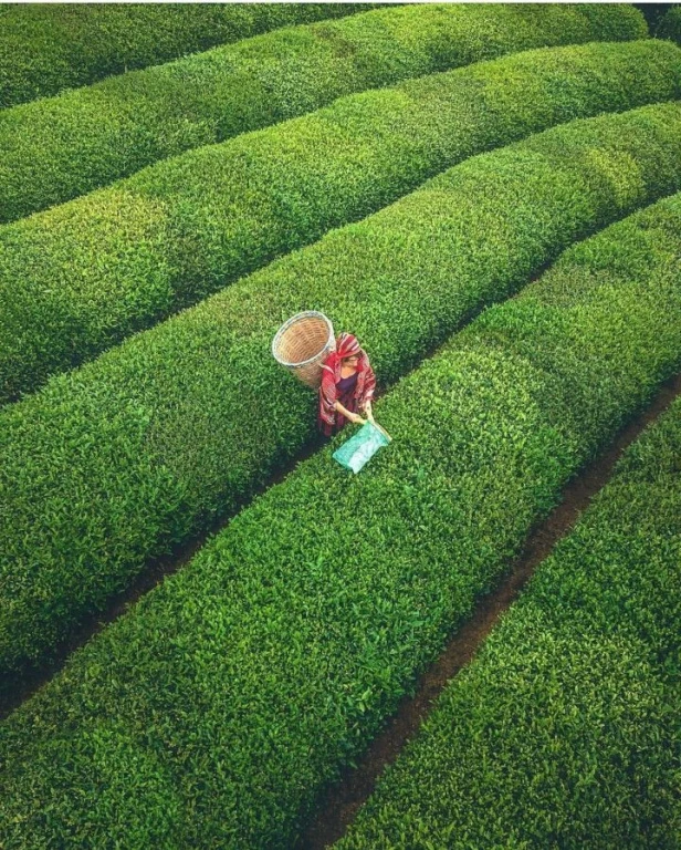 A Tranquil Escape in the Heart of Nature, Ayder Plateau