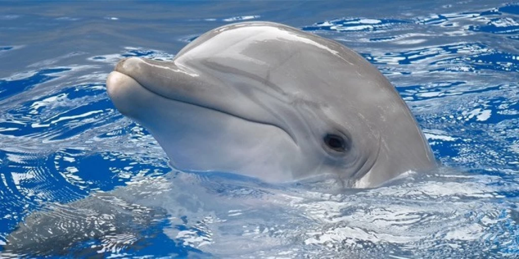 Poczuj magię: wspaniały pokaz delfinów i fok w Adaland w Kusadasi