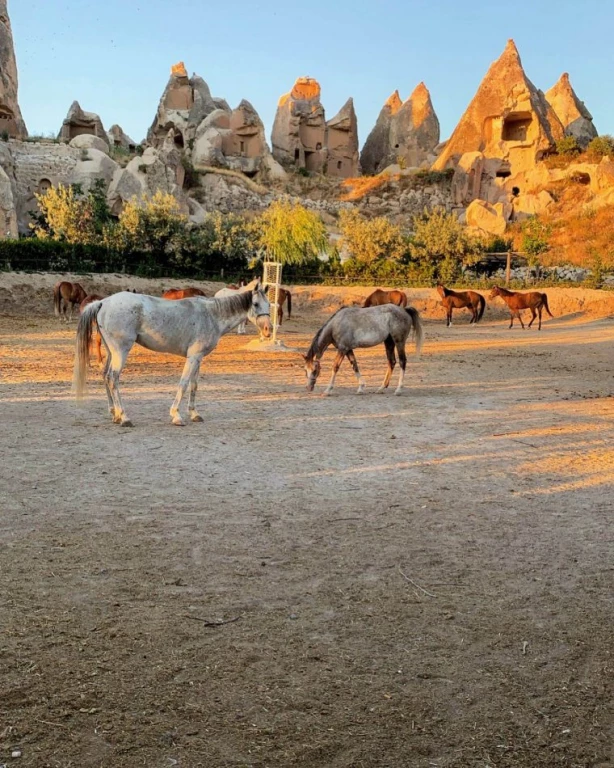 Каппадокийский конь Backride