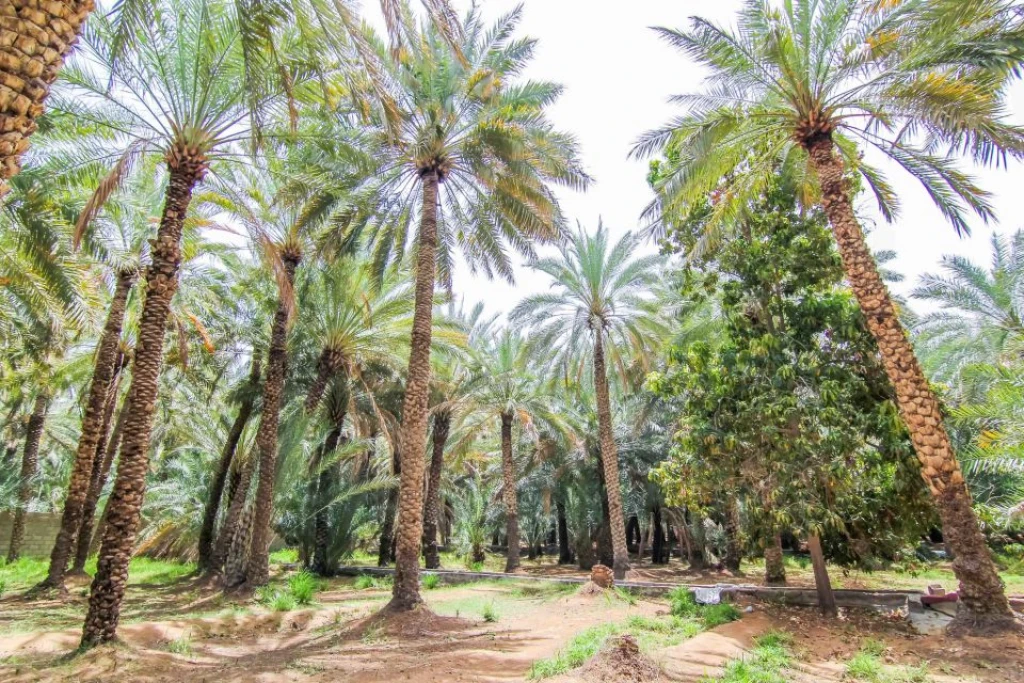 Private AL Ain City Tour