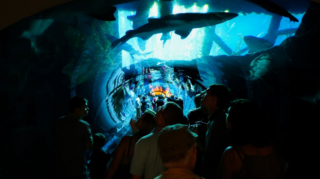 Regular Pass: Dubai Aquarium And Underwater Tunnel