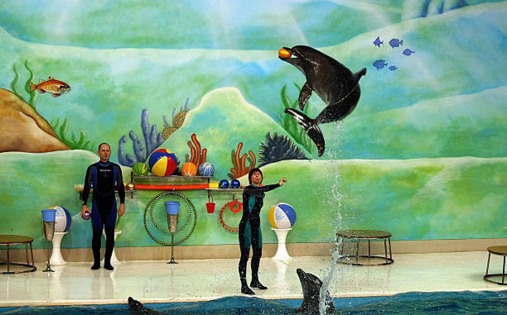 Open-dated Tickets for the Dolphin & Seal Show.