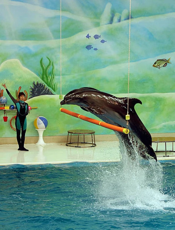 Open-dated Tickets for the Dolphin & Seal Show.