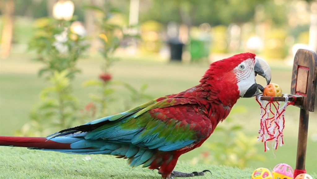 Exotic Bird Show