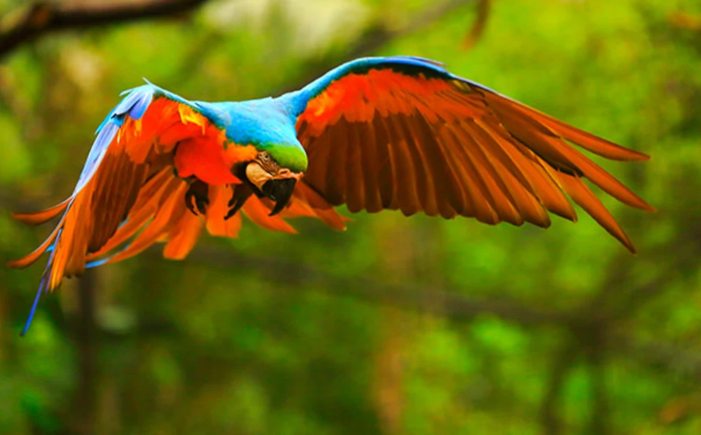 Exotic Bird Show