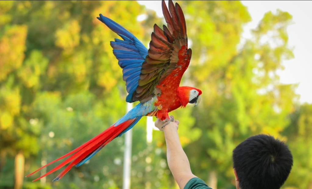 Exotic Bird Show