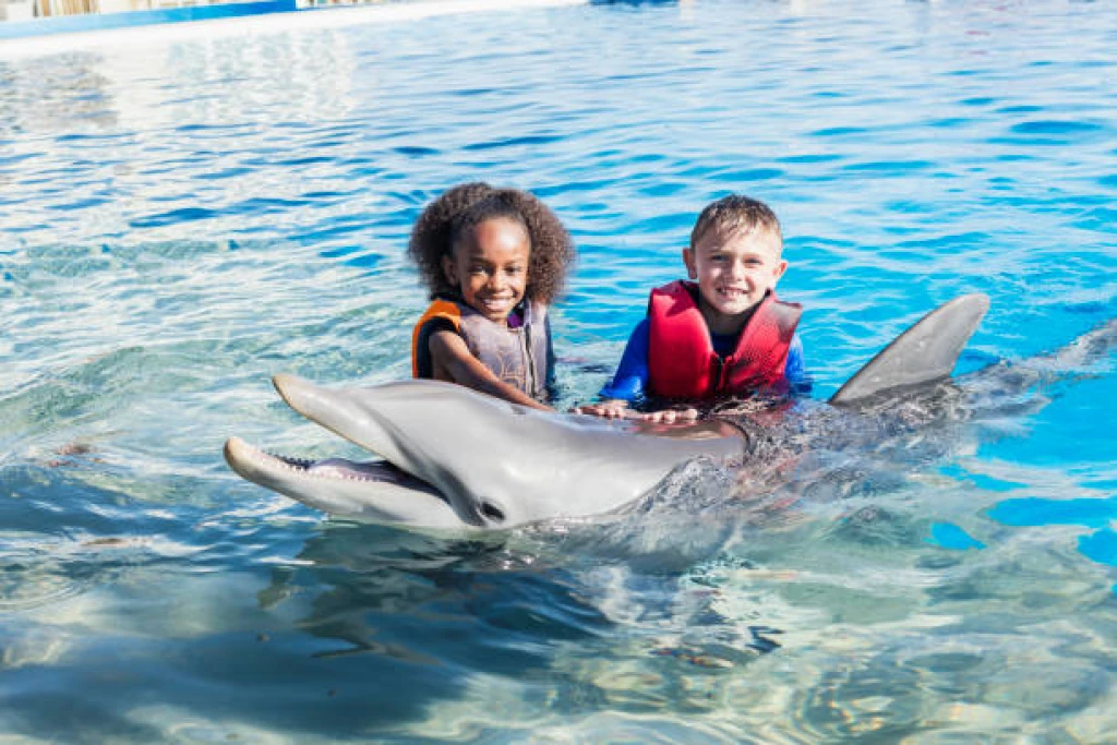 VIP Tickets for the Dolphin & Seal Show.