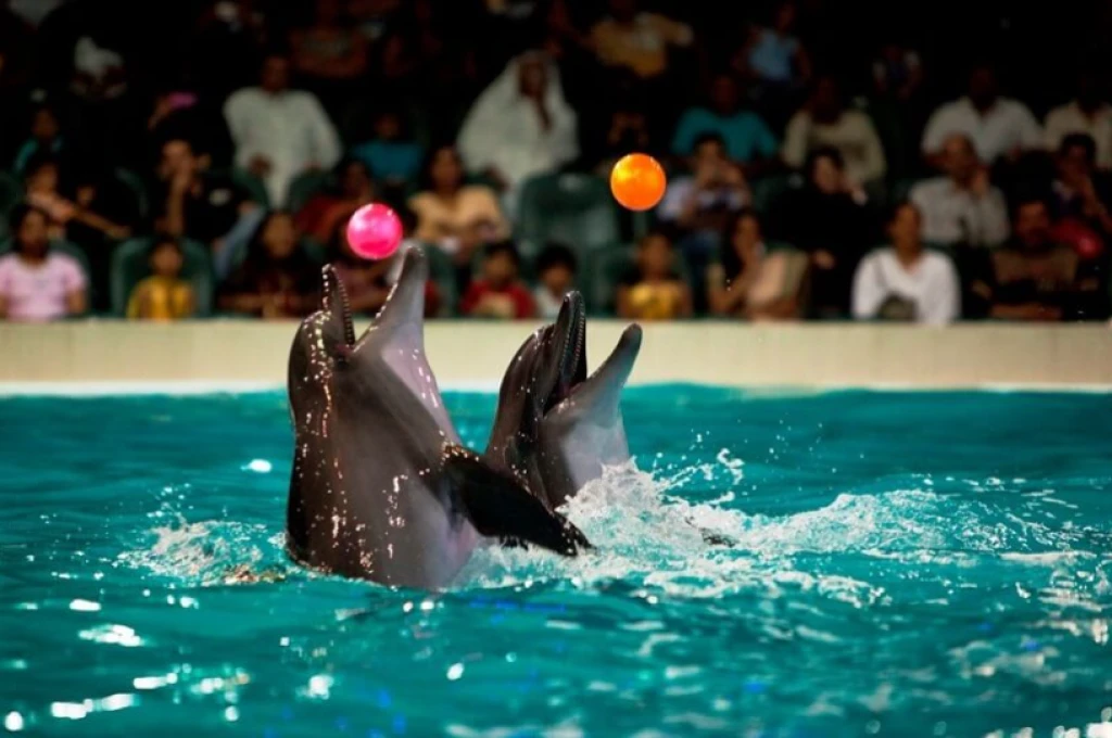 Dolphinarium Private Session for Family or Ladies Only  - (1 to 3 people)
