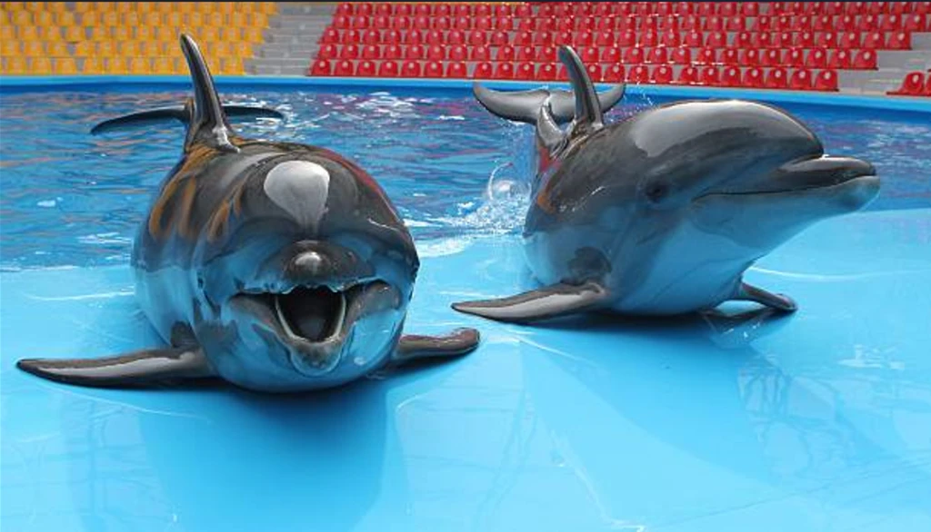 Dolphinarium Private Session for Family or Ladies Only  - (1 to 3 people)