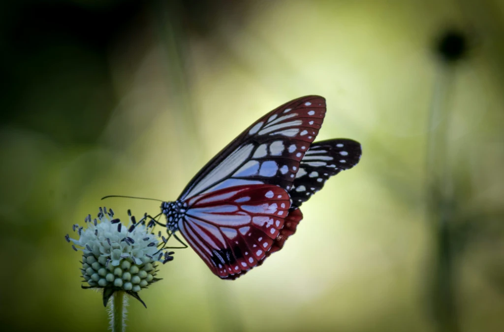 Butterfly Garden Dubai Ticket