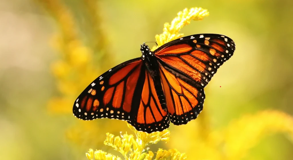 Butterfly Garden Dubai Ticket