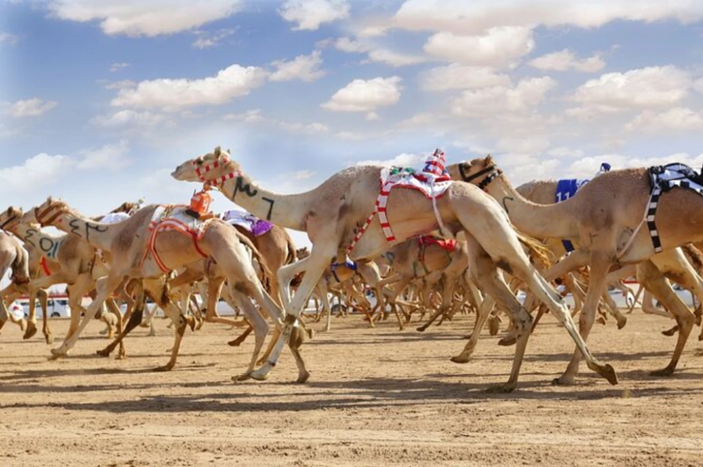 VIP Camel Farm Tour (With Guide)