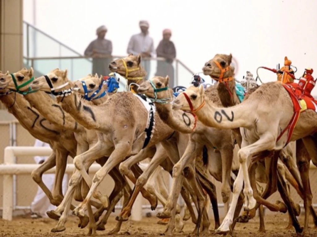 VIP Camel Farm Tour (With Guide)