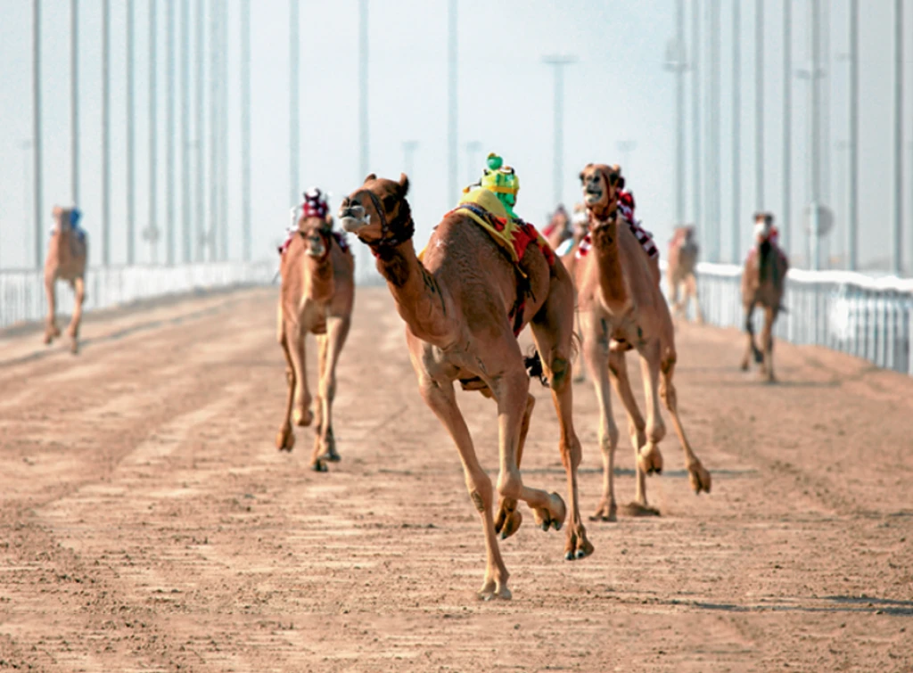 VIP Camel Farm Tour (With Guide)