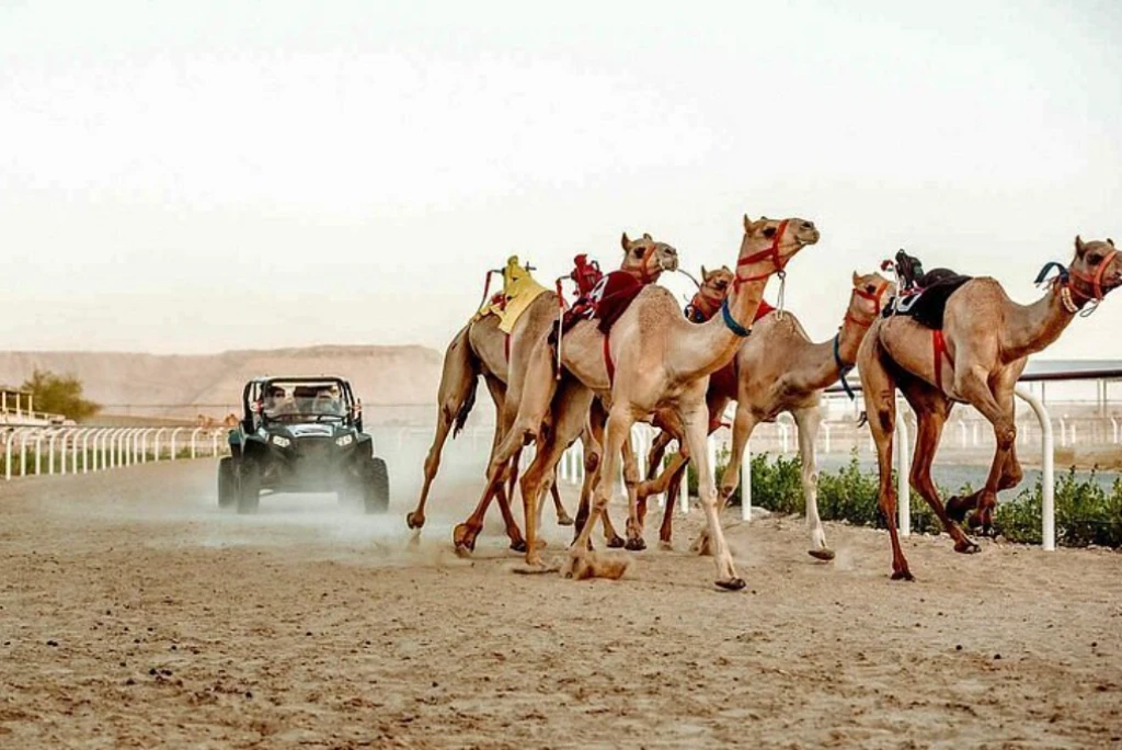VIP Camel Farm Tour (With Guide)