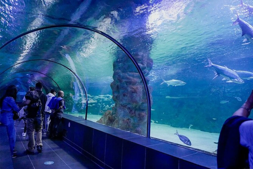 イスタンブール:3 で 1 楽しい と ビアシー 水族館とライオンパークのテーマパーク