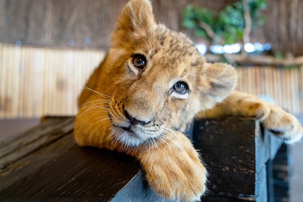 イスタンブール:3 で 1 楽しい と ビアシー 水族館とライオンパークのテーマパーク
