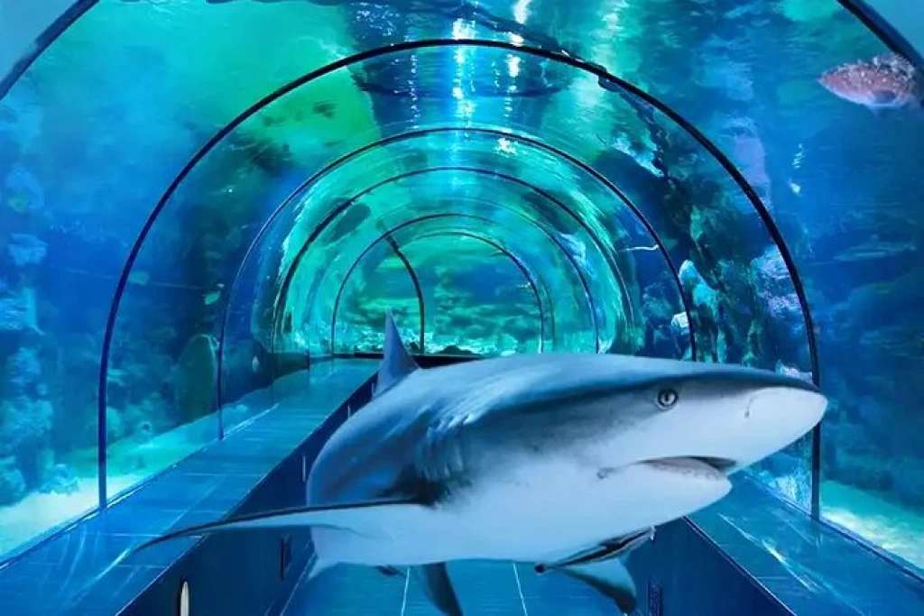イスタンブール:3 で 1 楽しい と ビアシー 水族館とライオンパークのテーマパーク