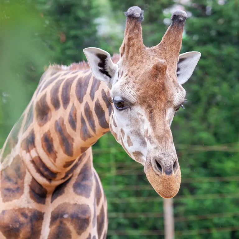 Zoológico de Estambul Park