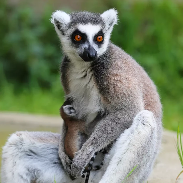 Zoológico de Estambul Park