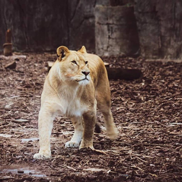 Viasea 2 en 1 Aquarium & Leonpark + Transfert VIP