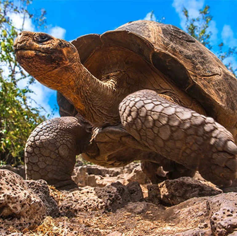 Viasea 2 en 1 Aquarium & Leonpark + Transfert VIP