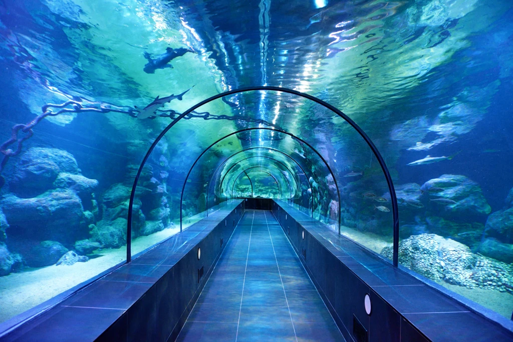 Viasea 2 en 1 Aquarium & Leonpark + Transfert VIP