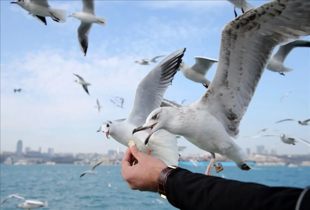 इस्‍तानबुल शहर की जिंदगी पूरी दिन का समूह यात्रा