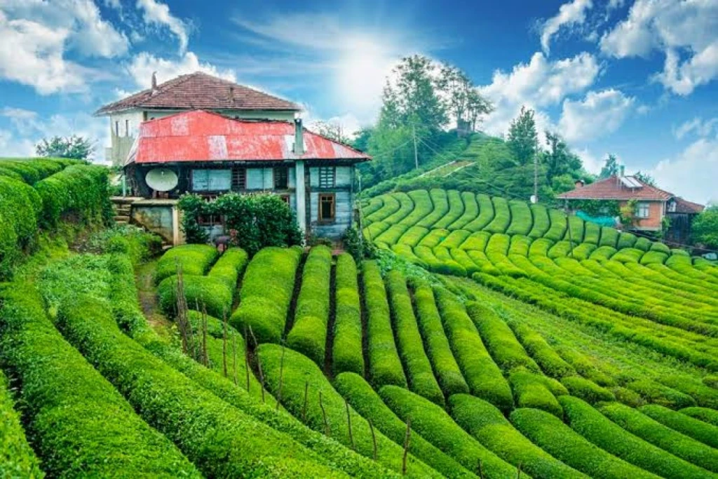 TURPERİSİ İNSTAGRAM 3