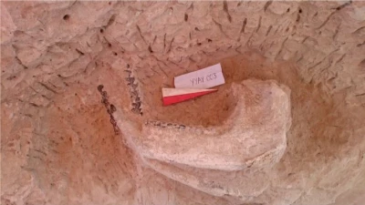 有人听说过化石吗？