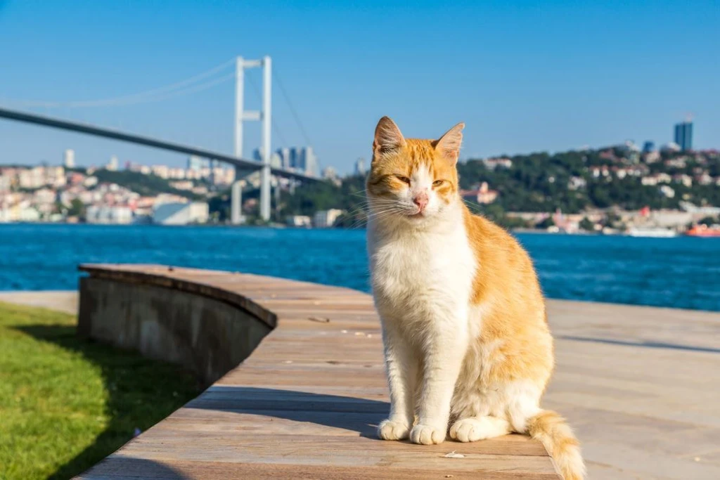 Cats Of Istanbul