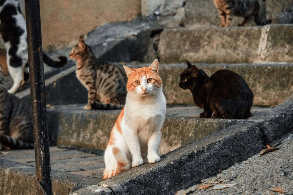 Cats Of Istanbul