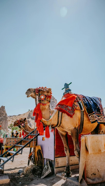 Καβάλα Καμήλας στην Καππαδοκία