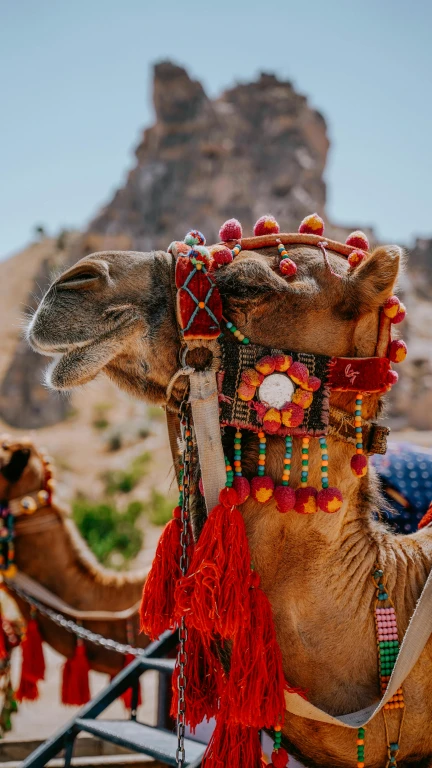 Καβάλα Καμήλας στην Καππαδοκία