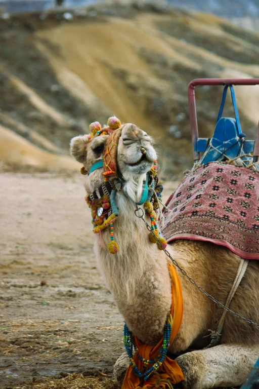 Καβάλα Καμήλας στην Καππαδοκία