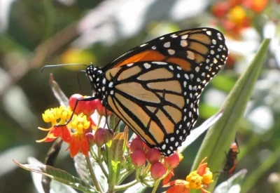 Exotic Butterfly Paradise – Ultimate Family Getaway