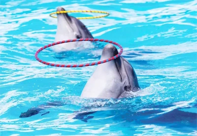 Dolphin show