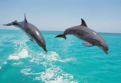 Dolphin Island Boat Tour with Lunch & Foam Party
