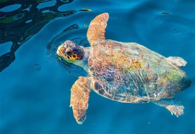 Side Blue Lagoon and Caretta Bay Boat tour