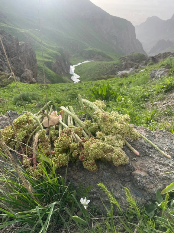 TRABZON KALKIŞLI -VAN & YÜKSEKOVA DOĞA & KÜLTÜR TURU