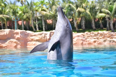 Waterpark Day Pass + Dolphin Encounter