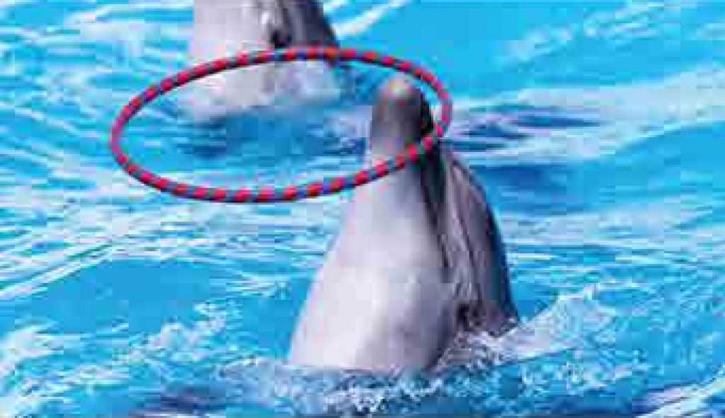 dolphin show