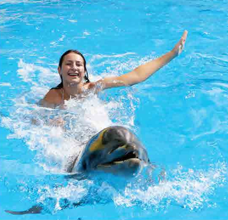 dolphin show with swimming