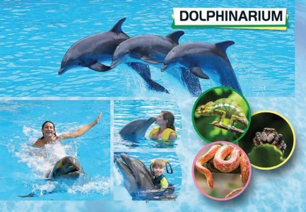 dolphin show with swimming