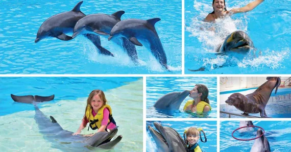 dolphin show with swimming