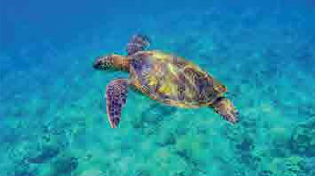 Diving into the depths of the mediterrenian sea
