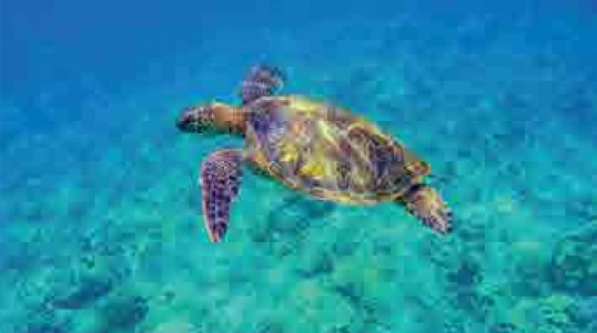Diving into the depths of the mediterrenian sea