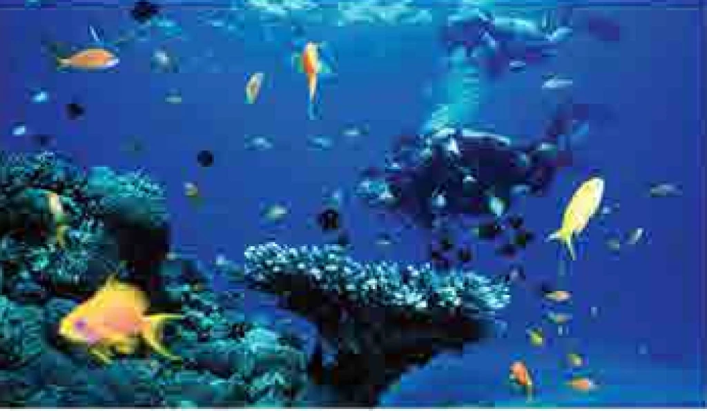Diving into the depths of the mediterrenian sea